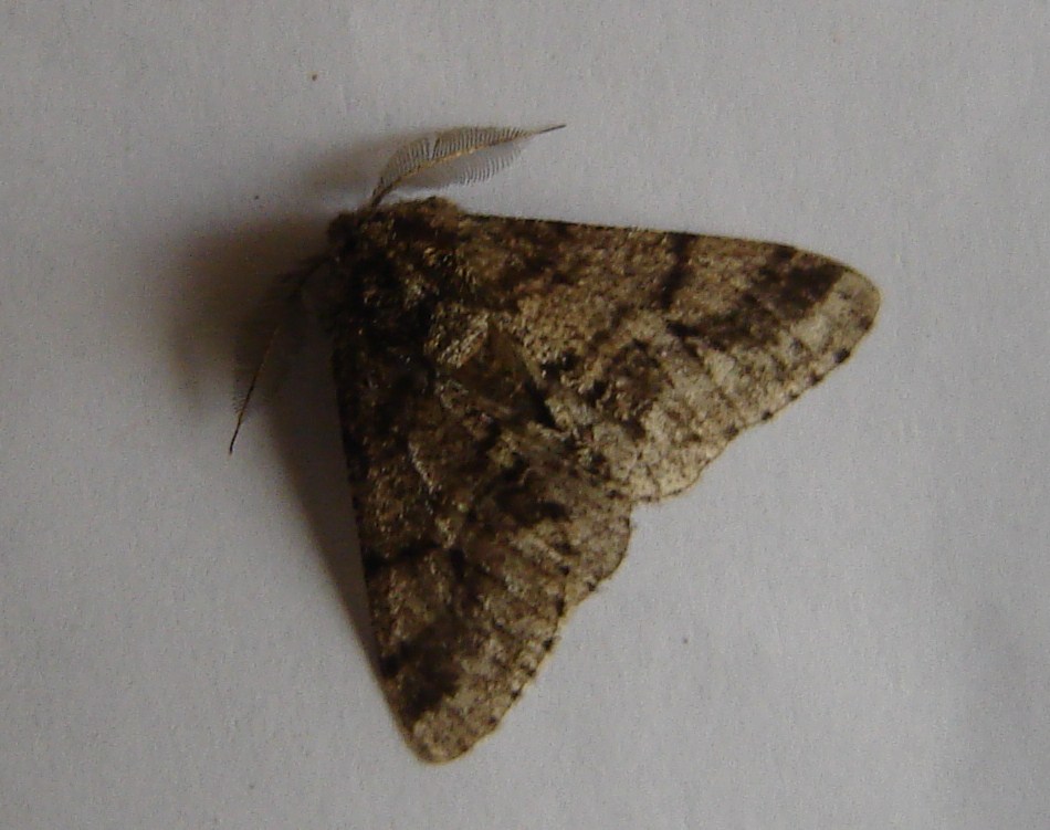 Geometridae? - S, Lycia hirtaria